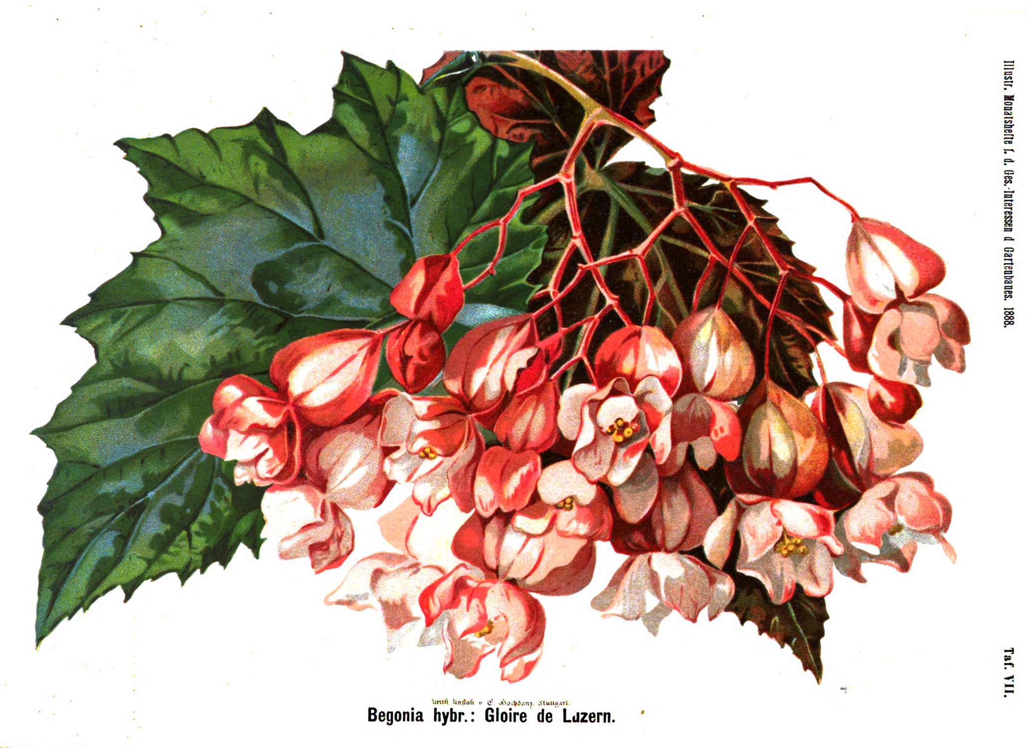 B. ‘Gloire de Lucerne’